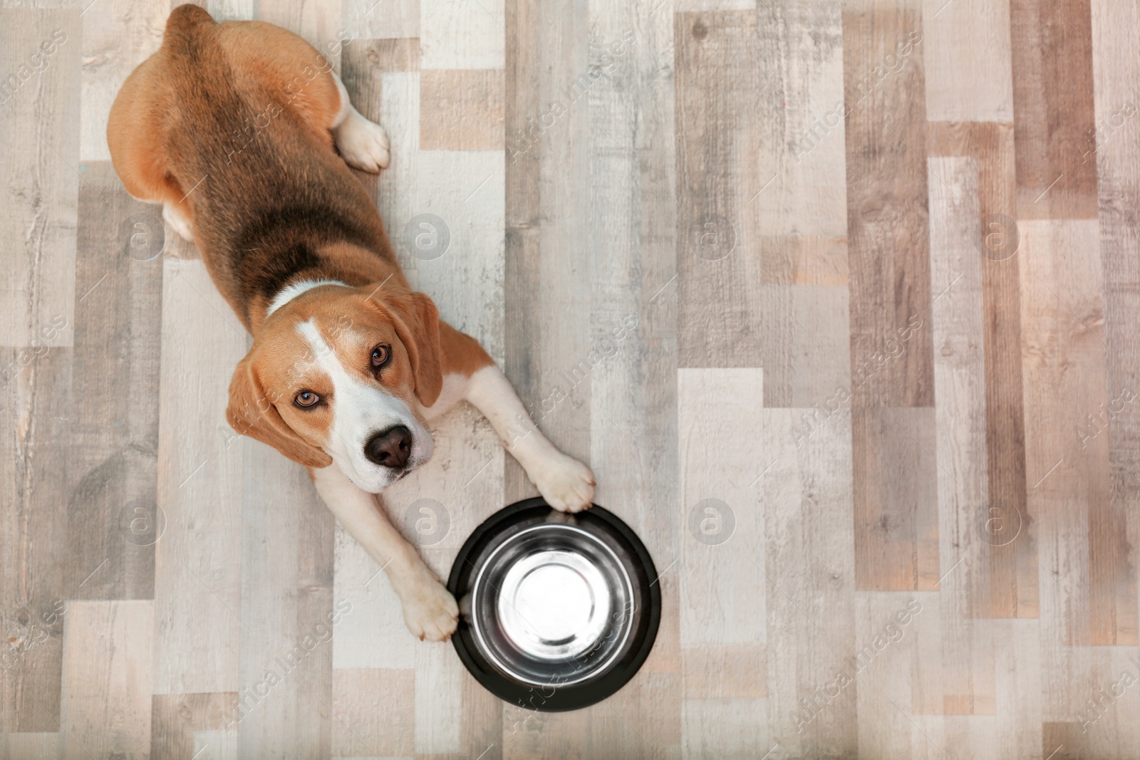 Photo of Cute Beagle dog lying on floor near bowl, top view