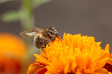 Photo of Honeybee collecting pollen from beautiful flower outdoors, closeup