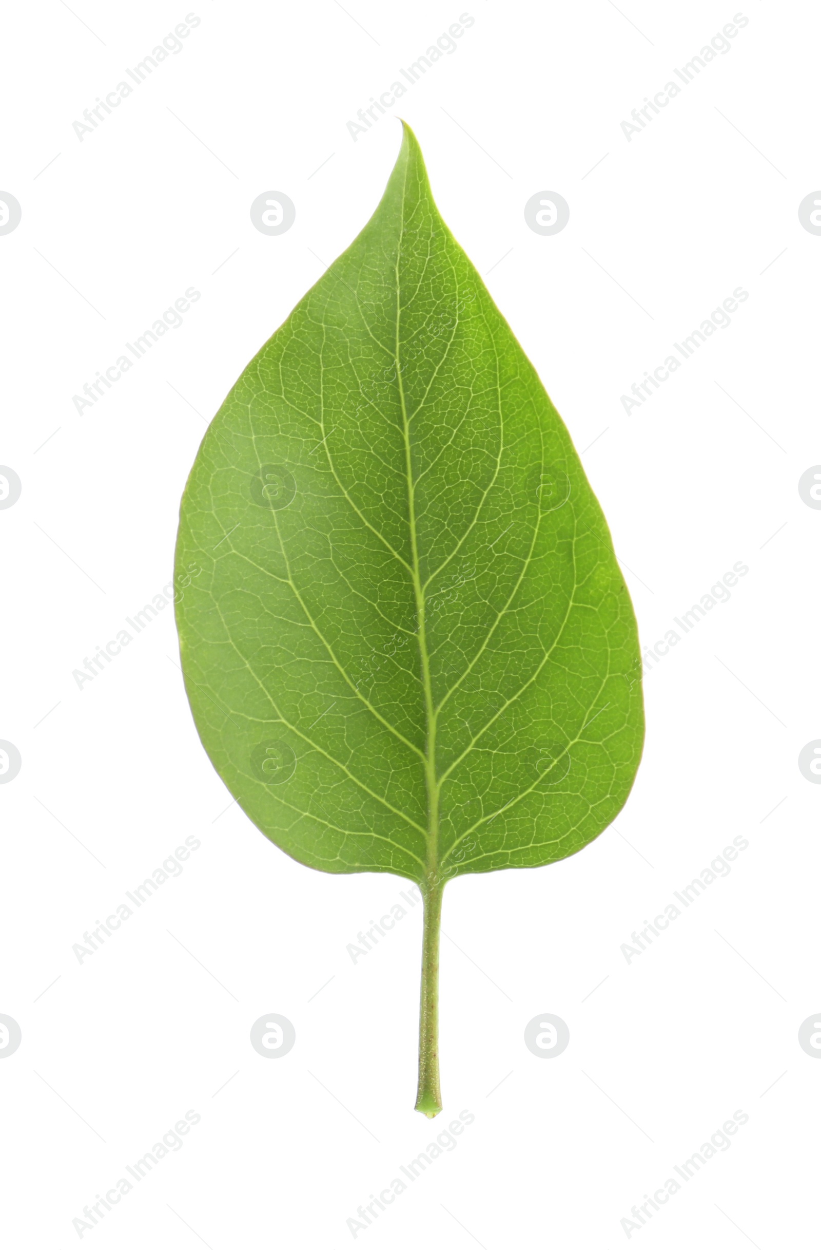 Photo of One green lilac leaf isolated on white