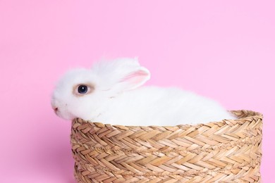 Photo of Fluffy white rabbit in wicker basket on pink background. Cute pet