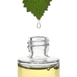 Photo of Dripping nettle oil from leaf into glass bottle isolated on white, closeup