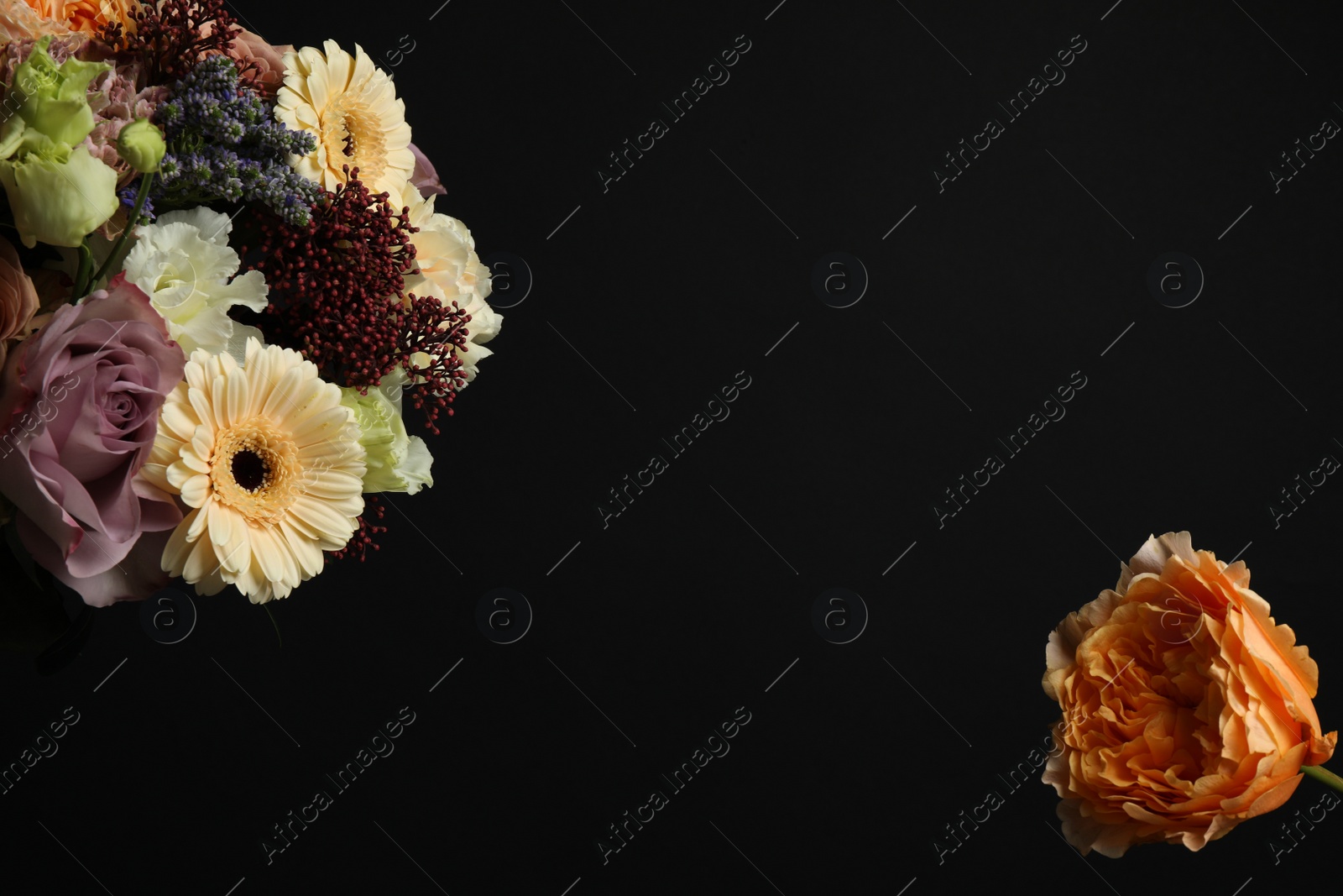 Photo of Beautiful flowers on black background, space for text