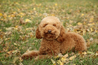 Photo of Cute fluffy dog on green grass outdoors. Adorable pet