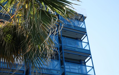 Modern building and palm tree outdoors on sunny day, low angle view
