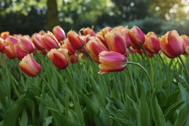 Photo of Many beautiful tulip flowers growing outdoors, closeup. Spring season