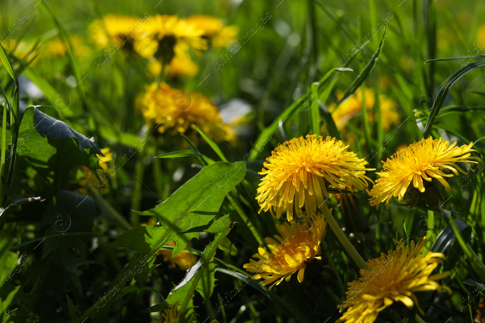 Photo of Beautiful bright yellow dandelions in green grass on sunny day, closeup