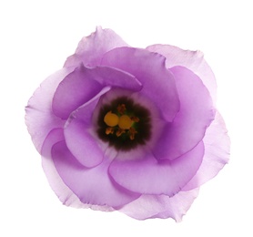 Photo of Beautiful fresh Eustoma flower on white background