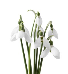 Beautiful snowdrops isolated on white. Spring flowers