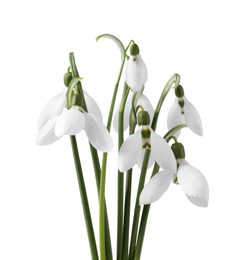 Photo of Beautiful snowdrops isolated on white. Spring flowers