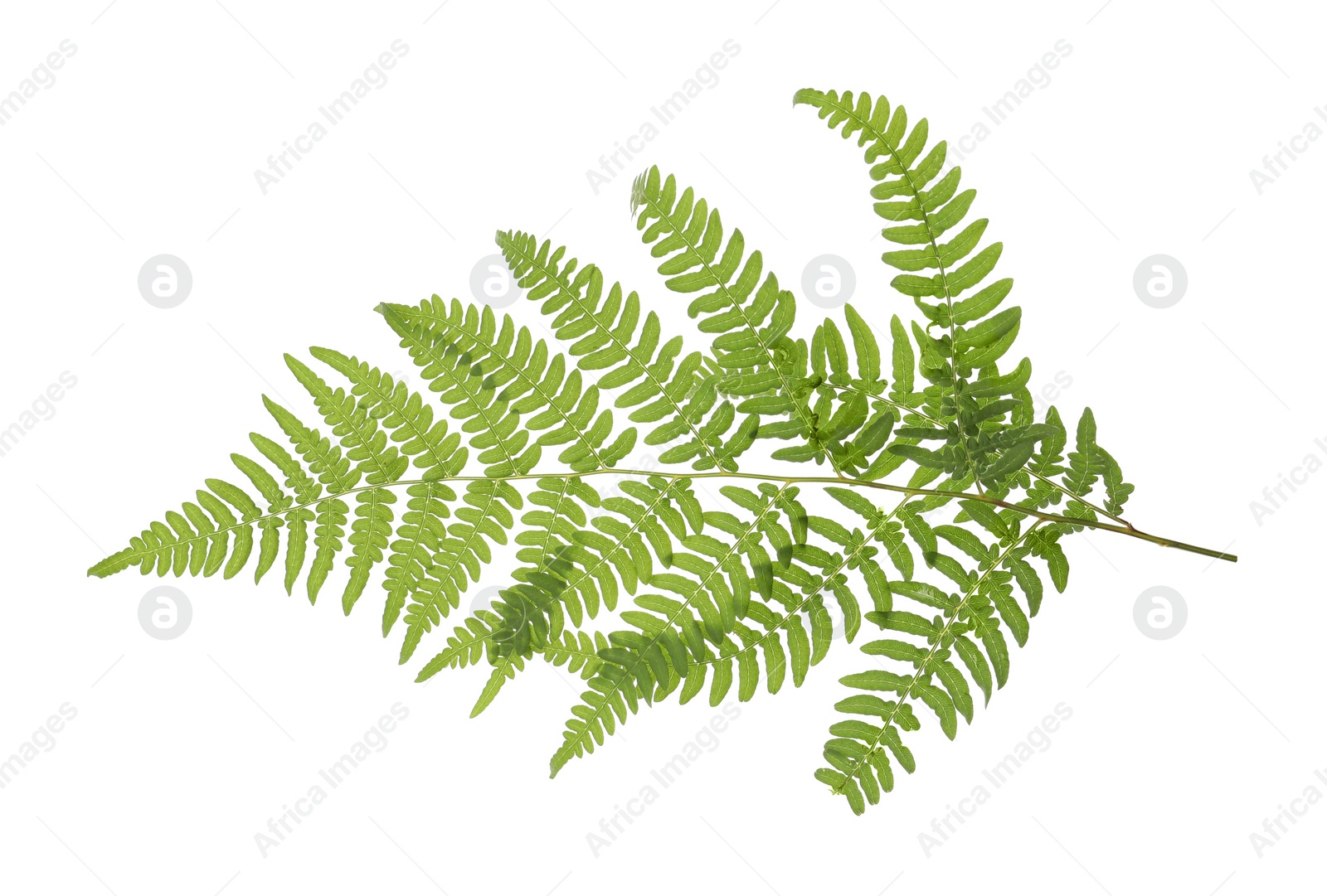 Photo of Beautiful tropical fern leaf isolated on white