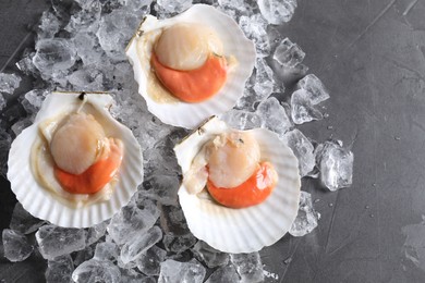 Photo of Fresh raw scallops with shells and ice cubes on grey table, top view. Space for text