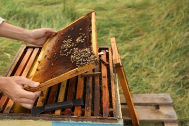 Beekeeper with honey frame at apiary, closeup