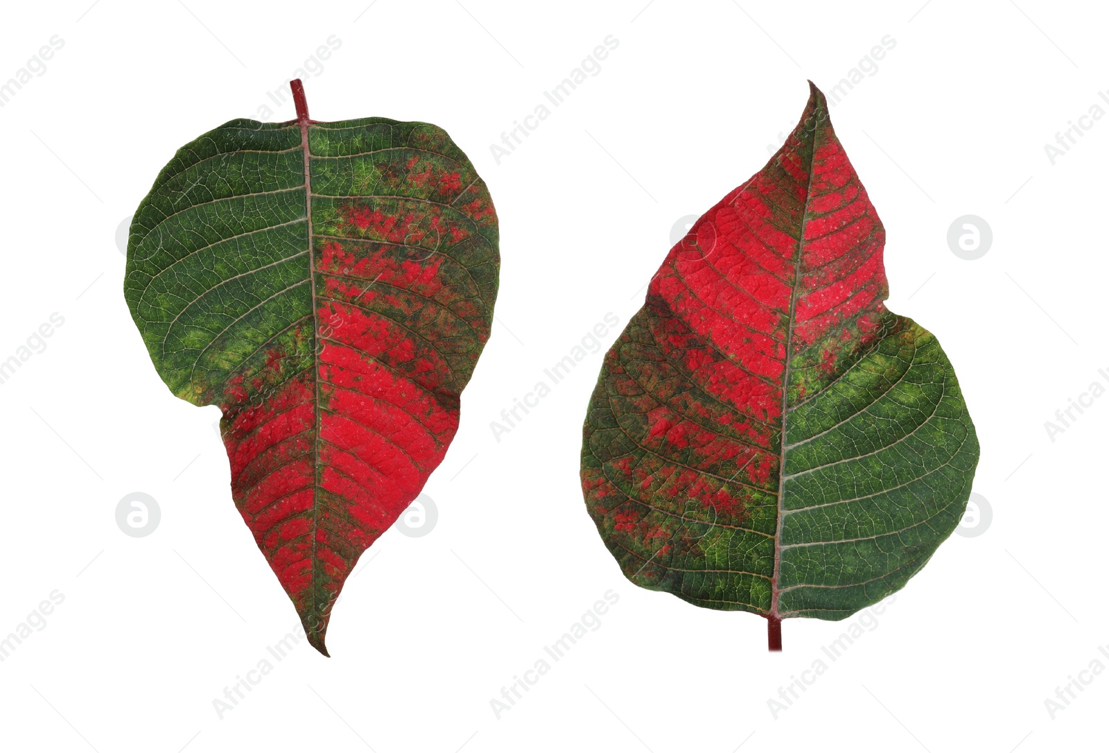 Image of Set with leaves of tropical poinsettia plant on white background