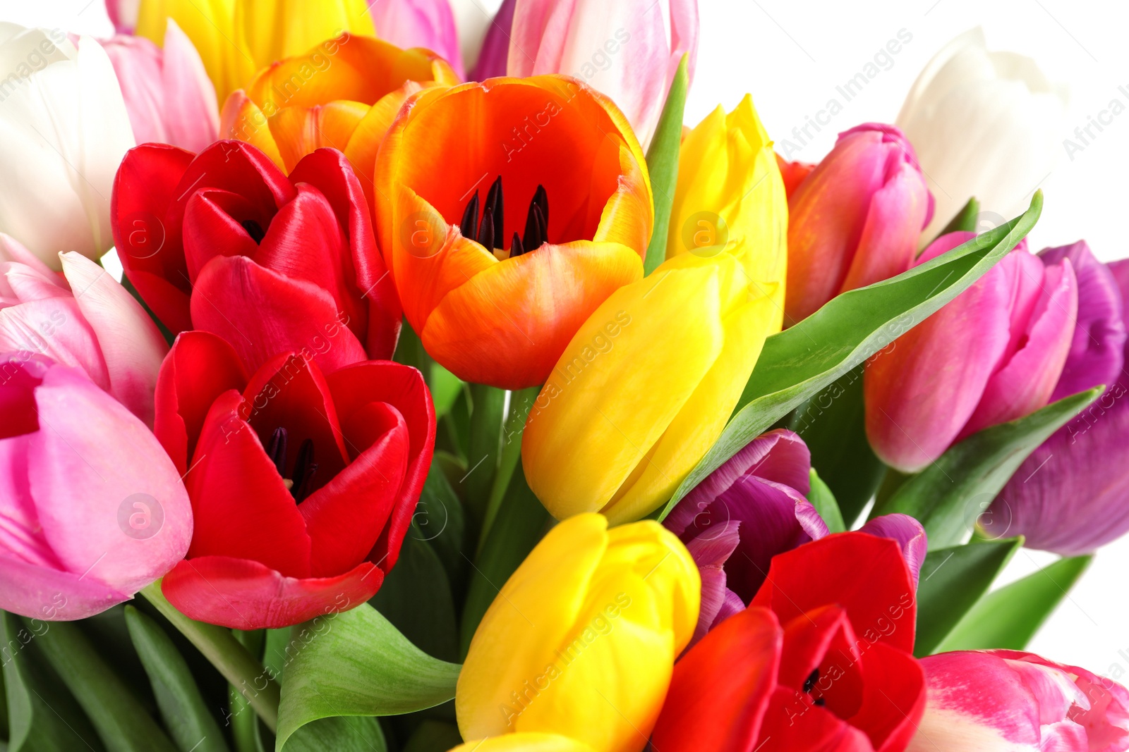 Photo of Beautiful bouquet of bright tulip flowers on light background, closeup