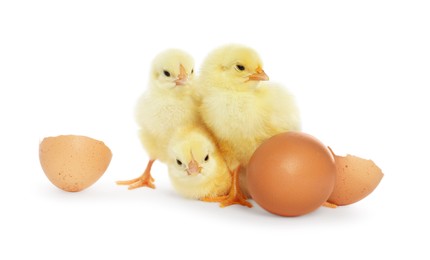 Photo of Cute chicks, egg and pieces of shell on white background. Baby animals