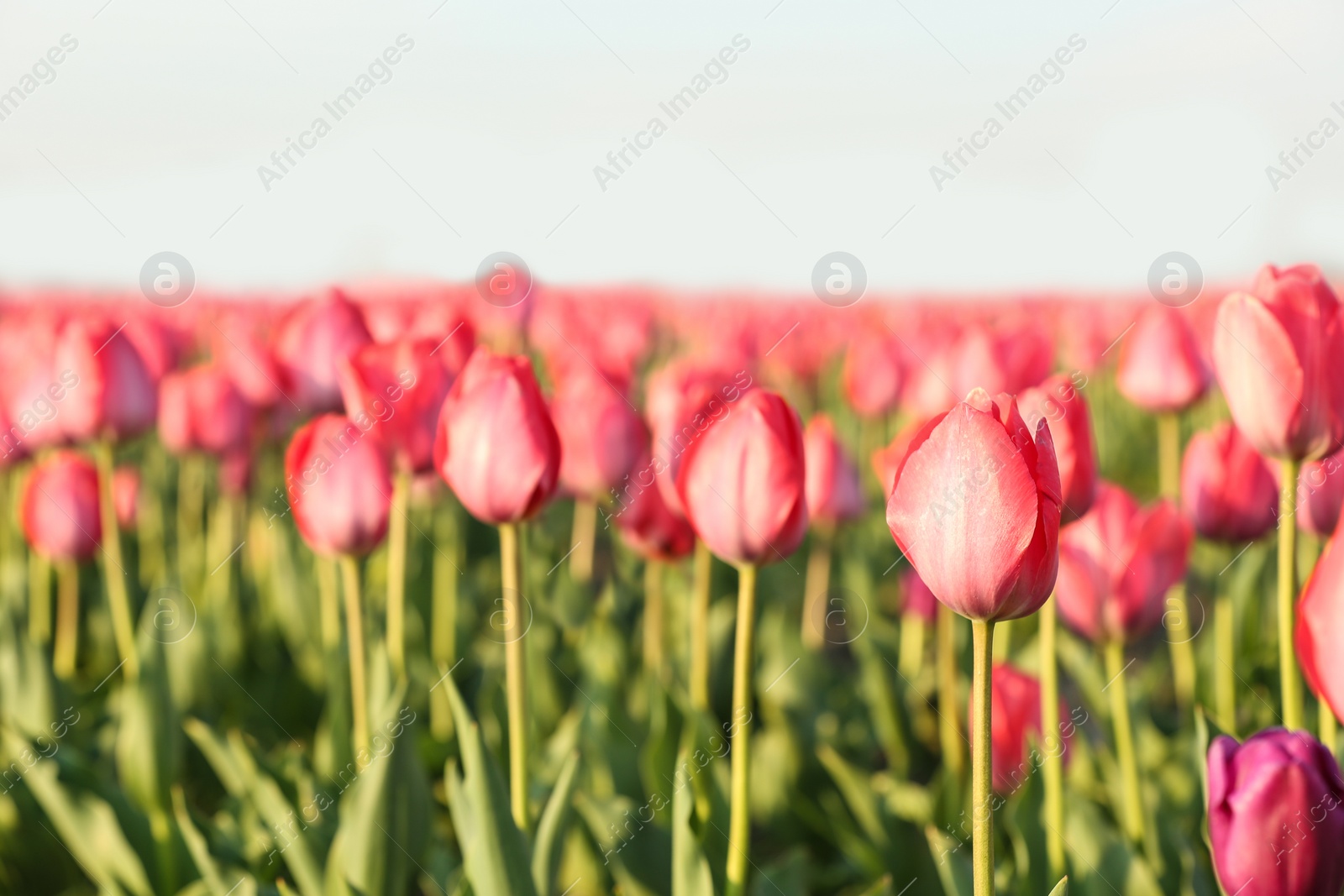 Photo of Field with fresh beautiful tulips. Blooming flowers