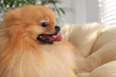 Photo of Cute Pomeranian spitz dog on papasan chair indoors, closeup