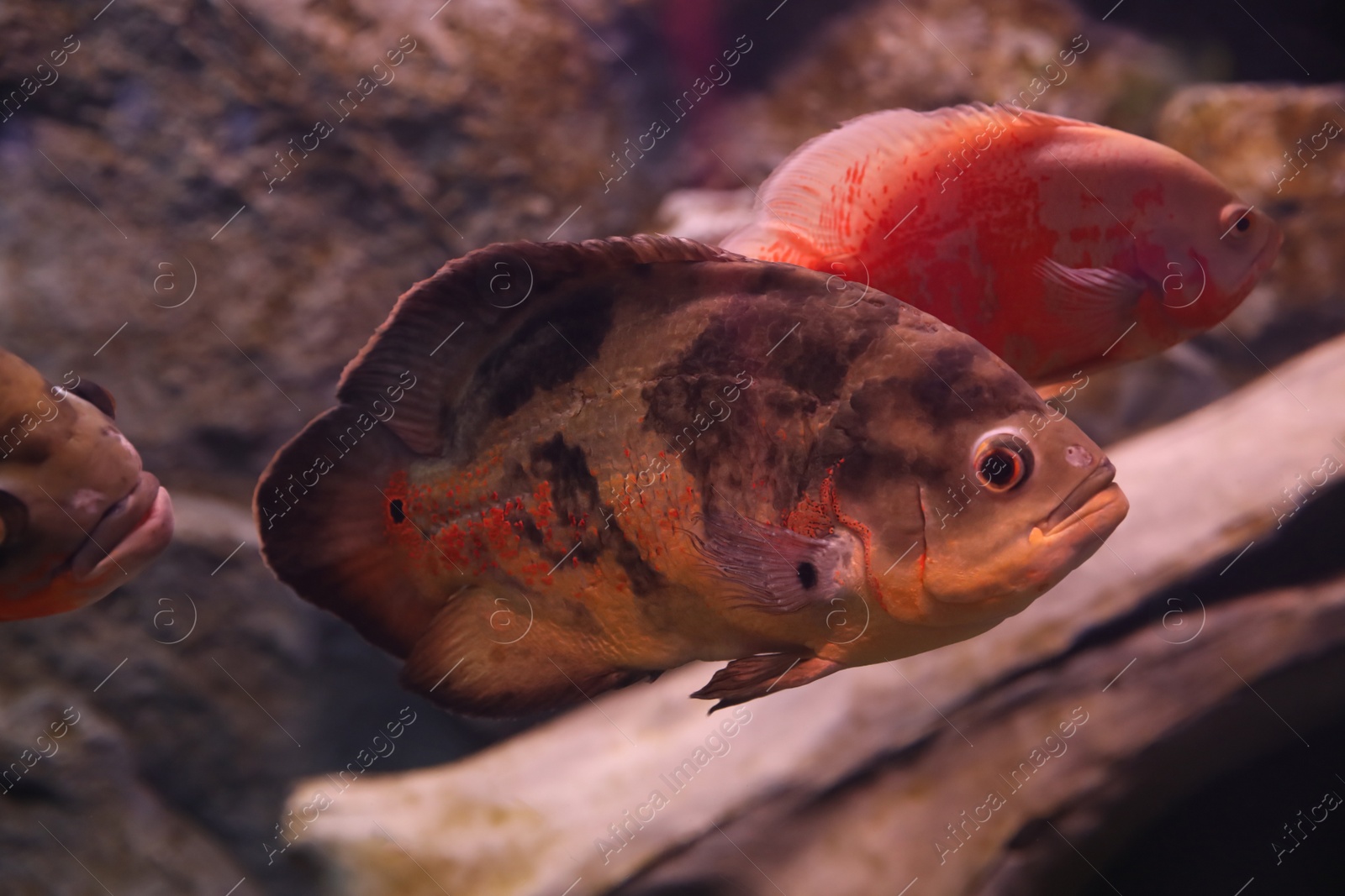 Photo of Different tropical fishes swimming in clear aquarium