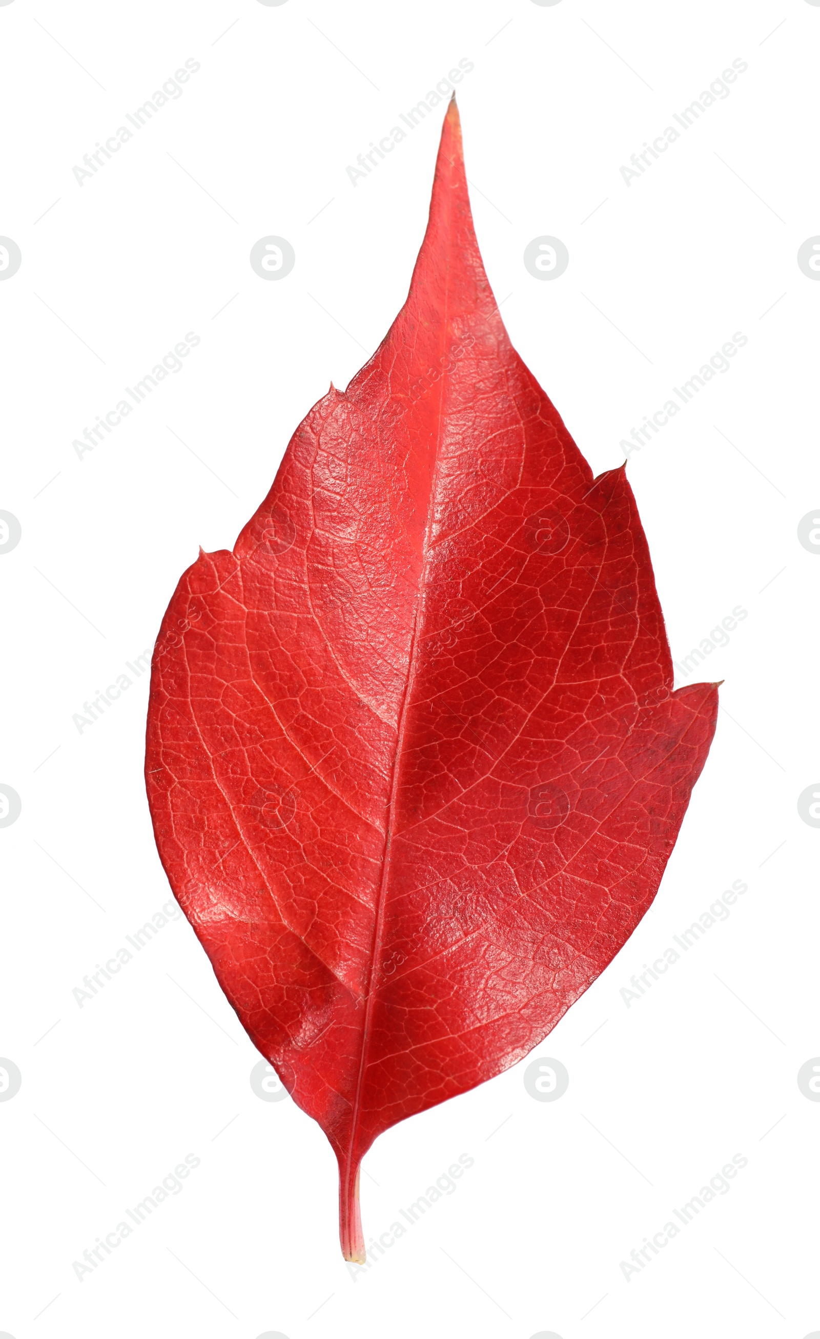 Photo of One beautiful red leaf isolated on white. Autumn season