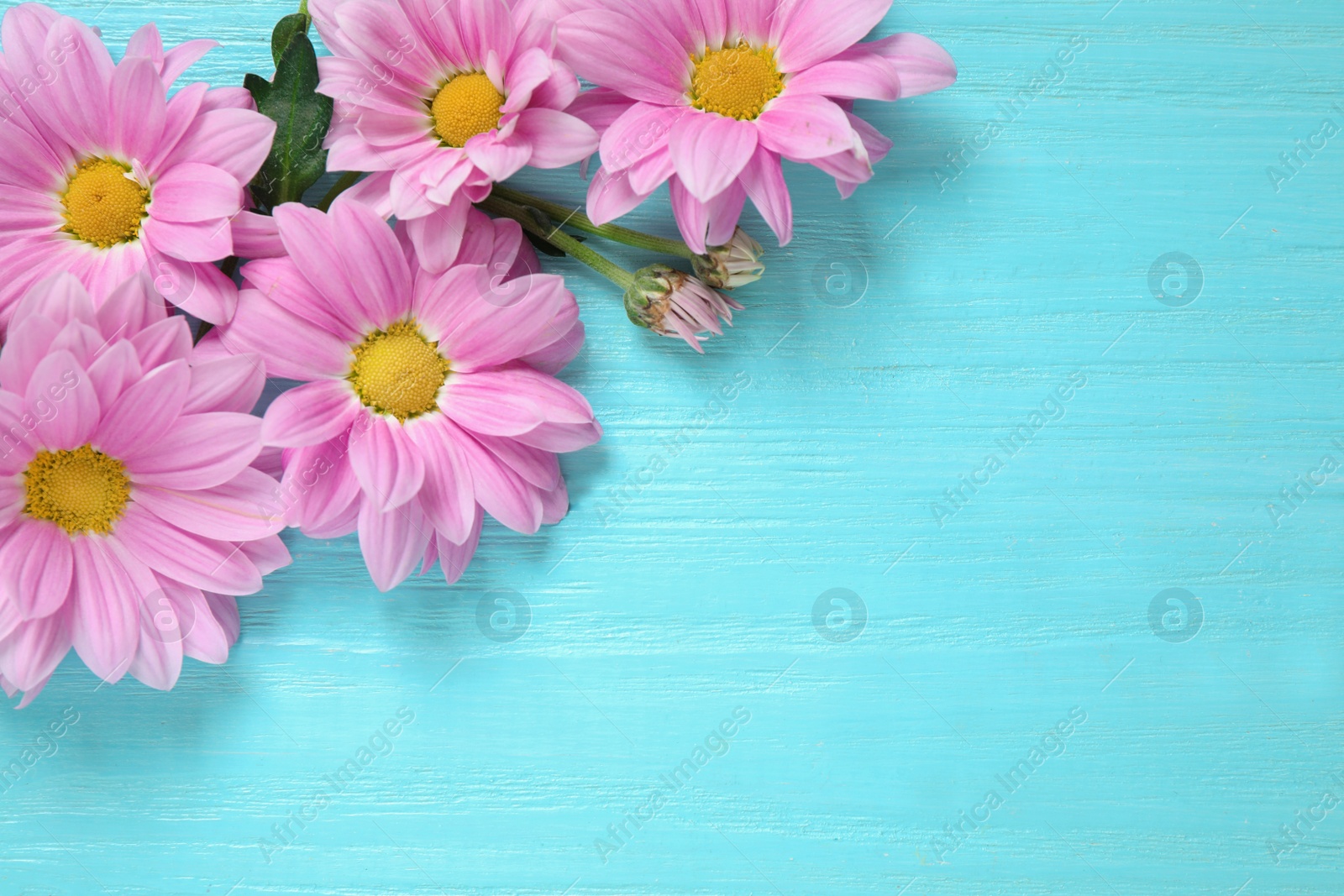 Photo of Beautiful chamomile flowers on light blue wooden background, flat lay. Space for text