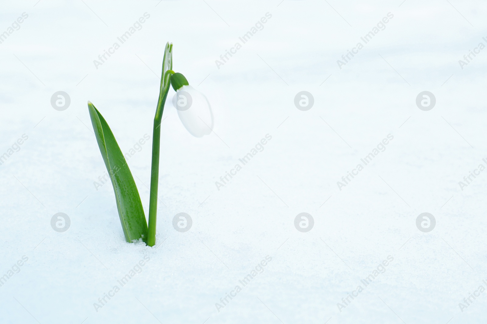 Photo of Beautiful blooming snowdrop growing in snow outdoors, space for text. Spring flowers