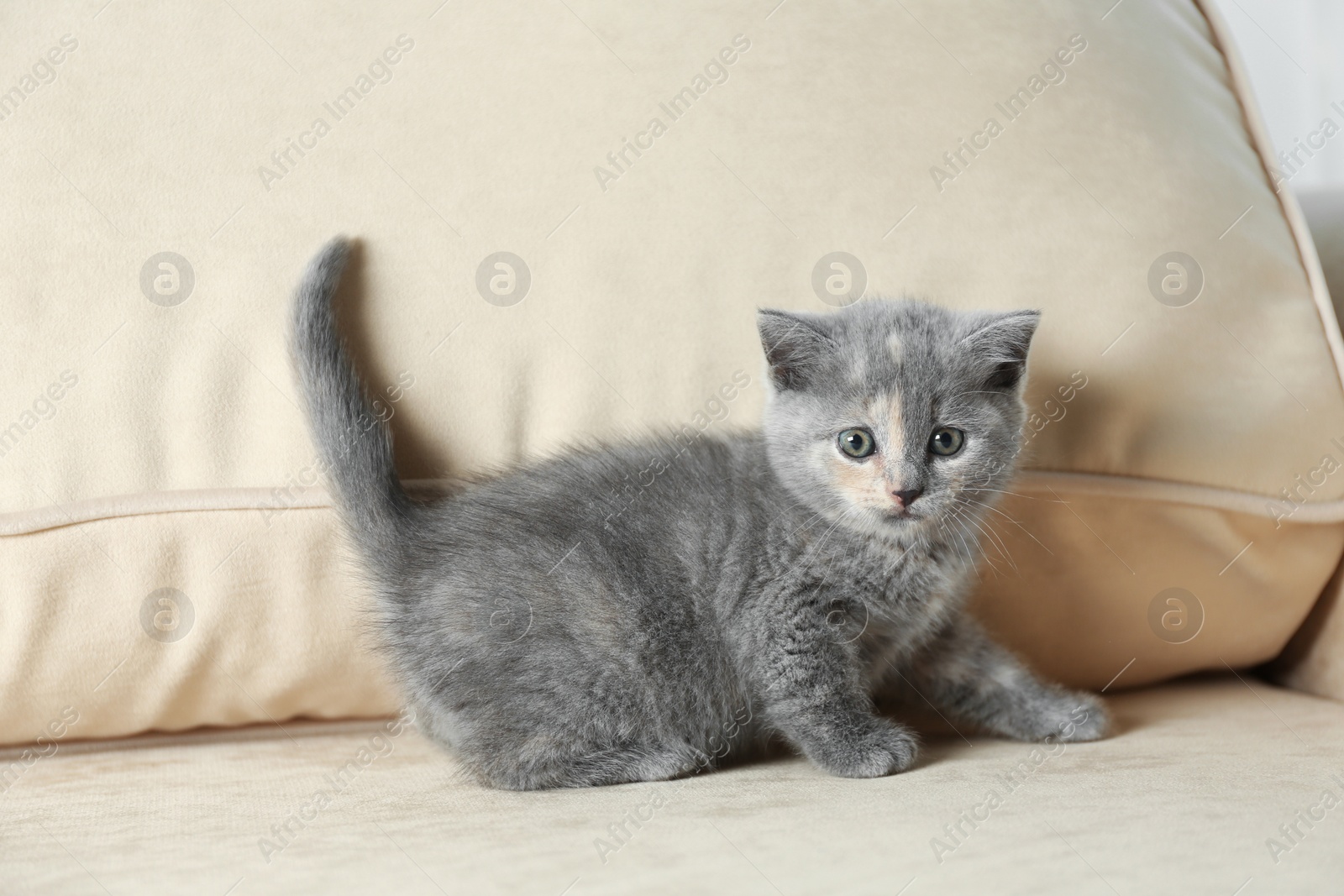 Photo of Cute British Shorthair kitten on beige sofa. Baby animal