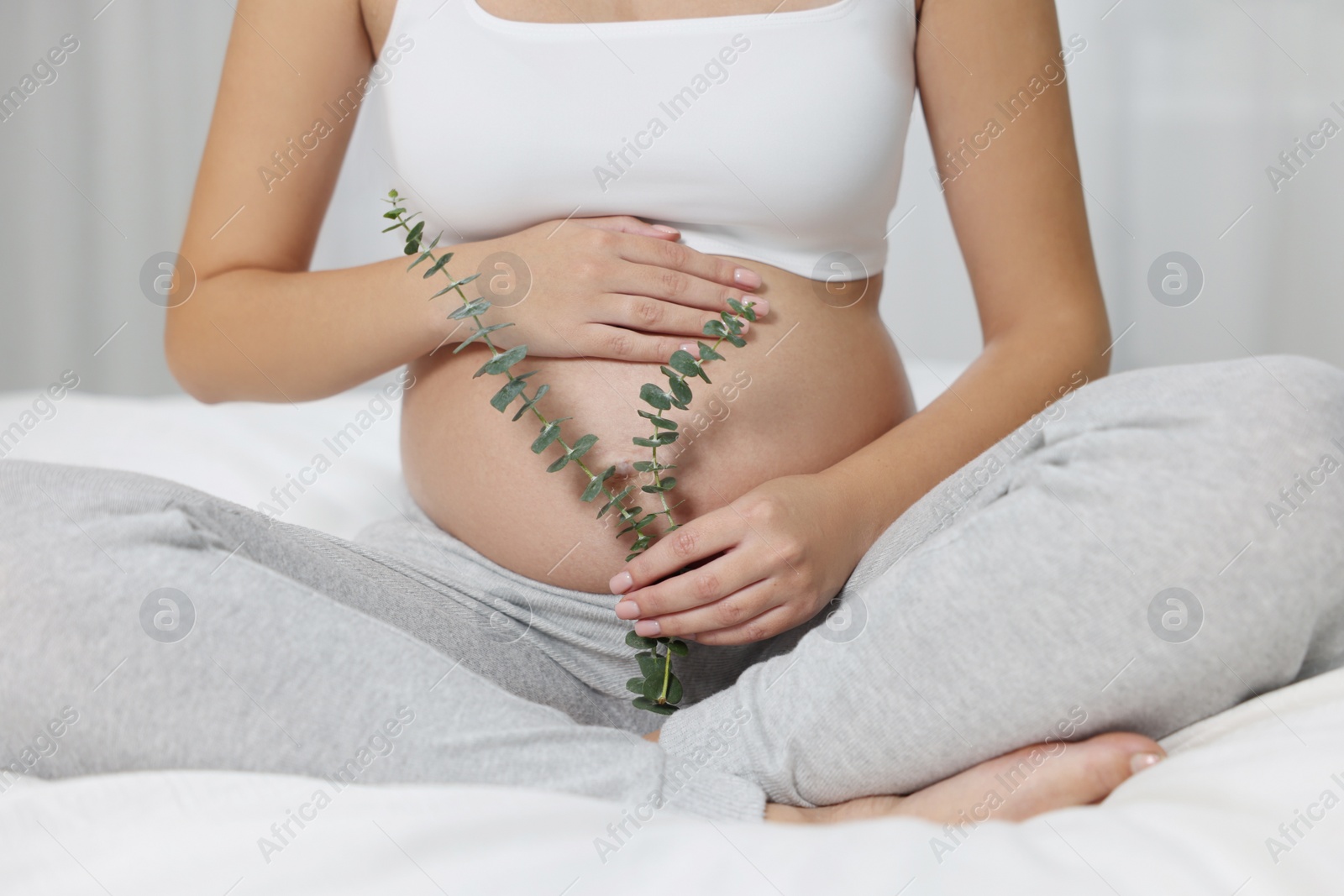 Photo of Pregnant woman with plant branch sitting on bed indoors, closeup