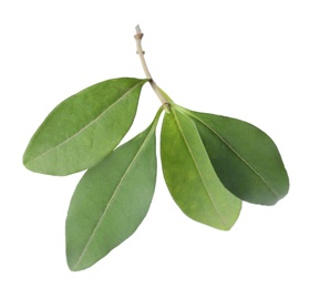 Photo of Fresh twig with green citrus leaves on white background