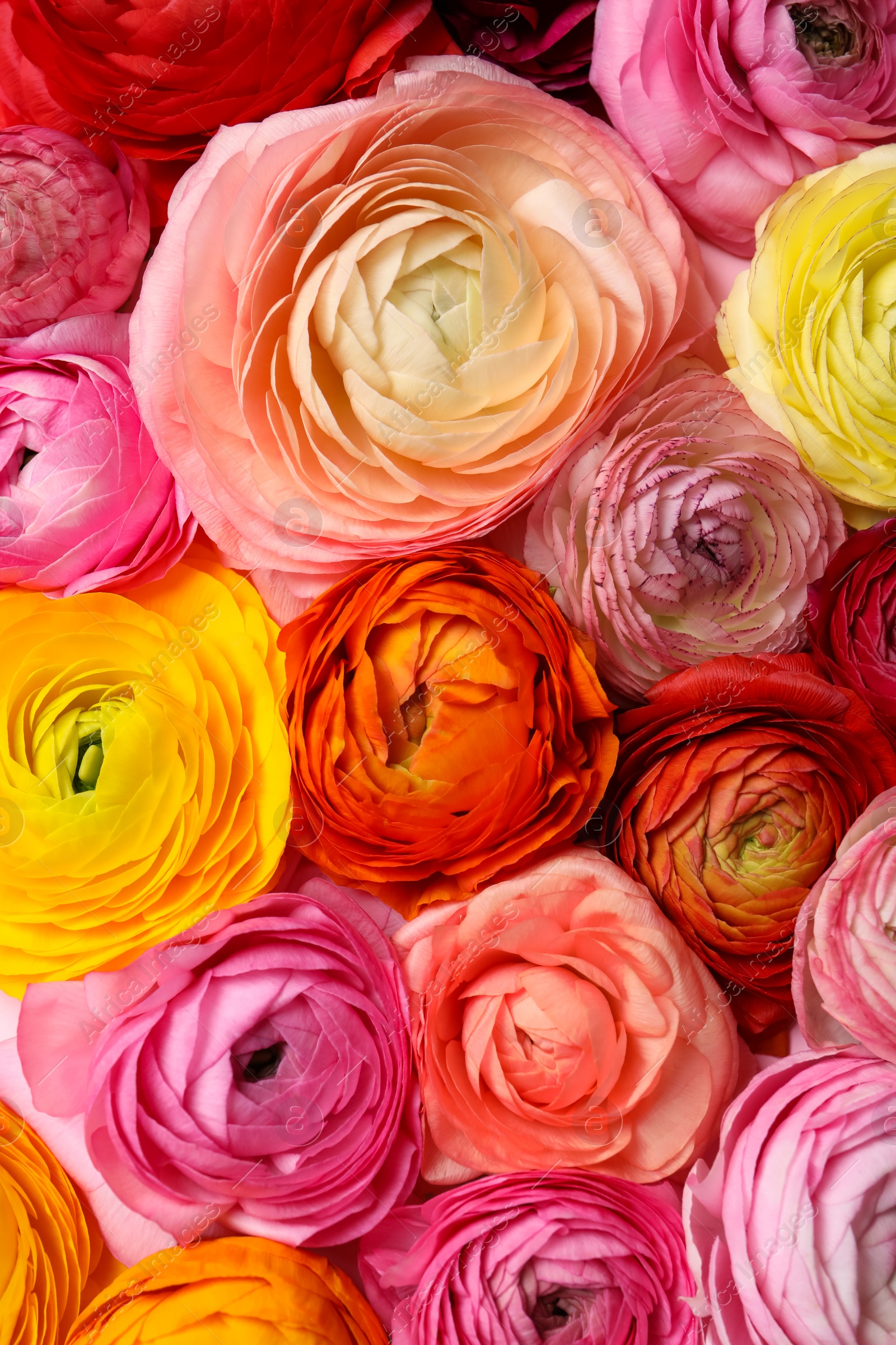 Photo of Bouquet of beautiful ranunculus flowers, closeup view