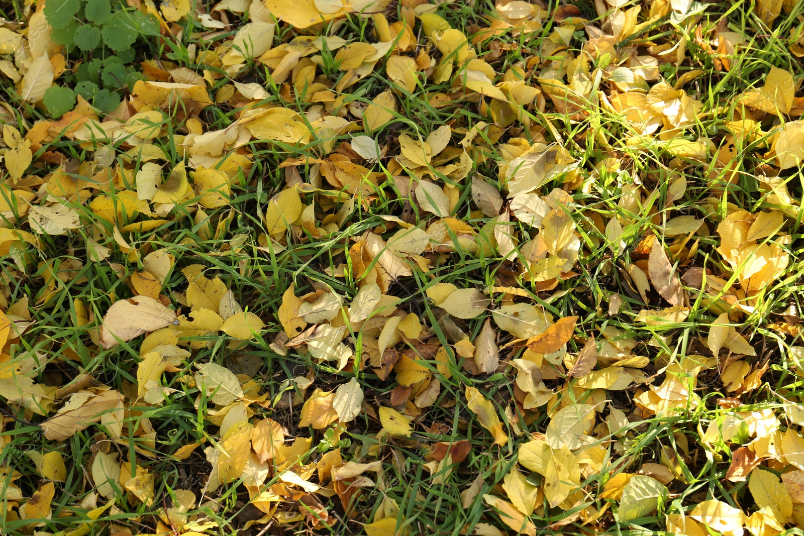 Photo of Beautiful dry leaves on grass outdoors, flat lay. Autumn season