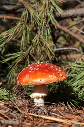 Photo of Fresh wild mushroom growing near spruce tree in forest