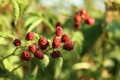 Photo of Unripe blackberries growing on bush outdoors, closeup