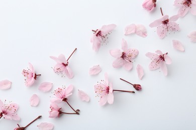 Beautiful spring tree blossoms and petals on white background, flat lay