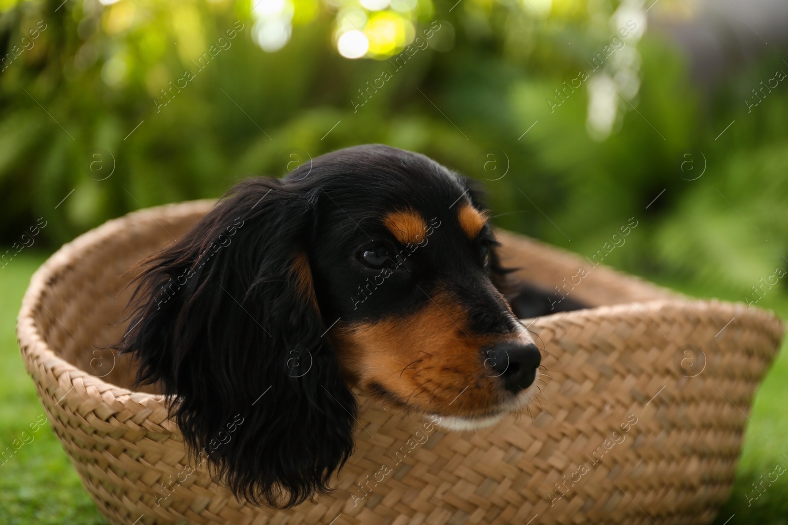 Photo of Cute dog relaxing in wicker basket outdoors, closeup. Friendly pet