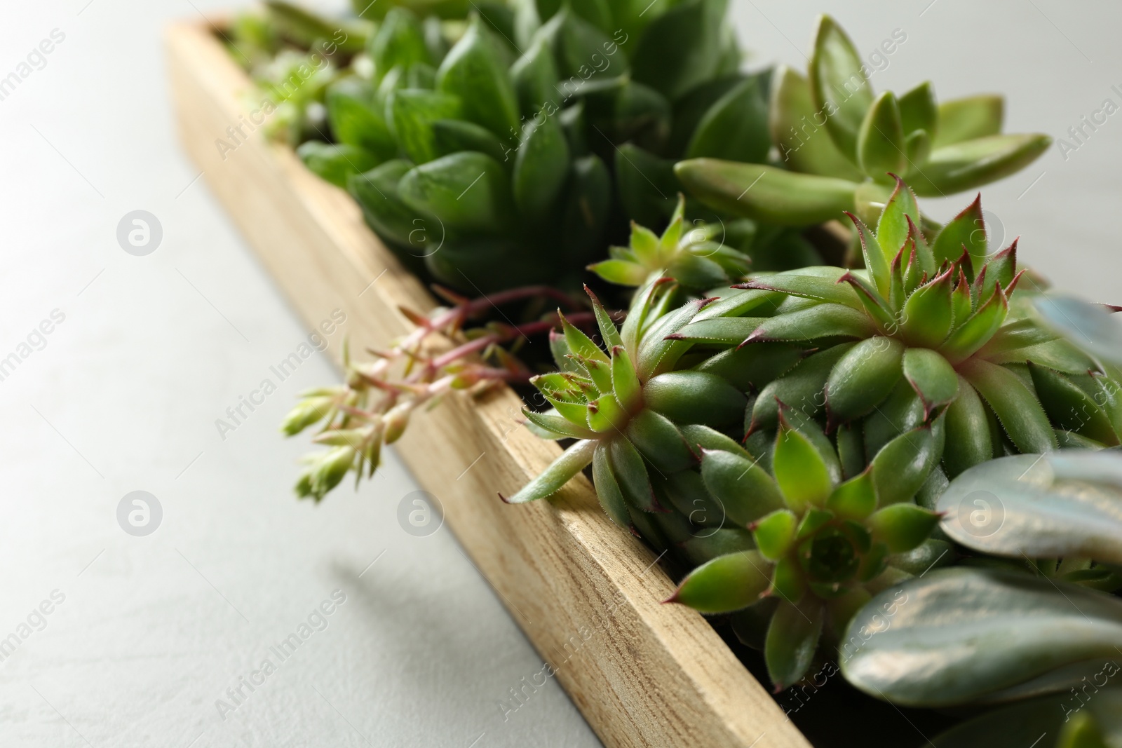 Photo of Many different echeverias in wooden tray on light grey background, closeup. Succulent plants