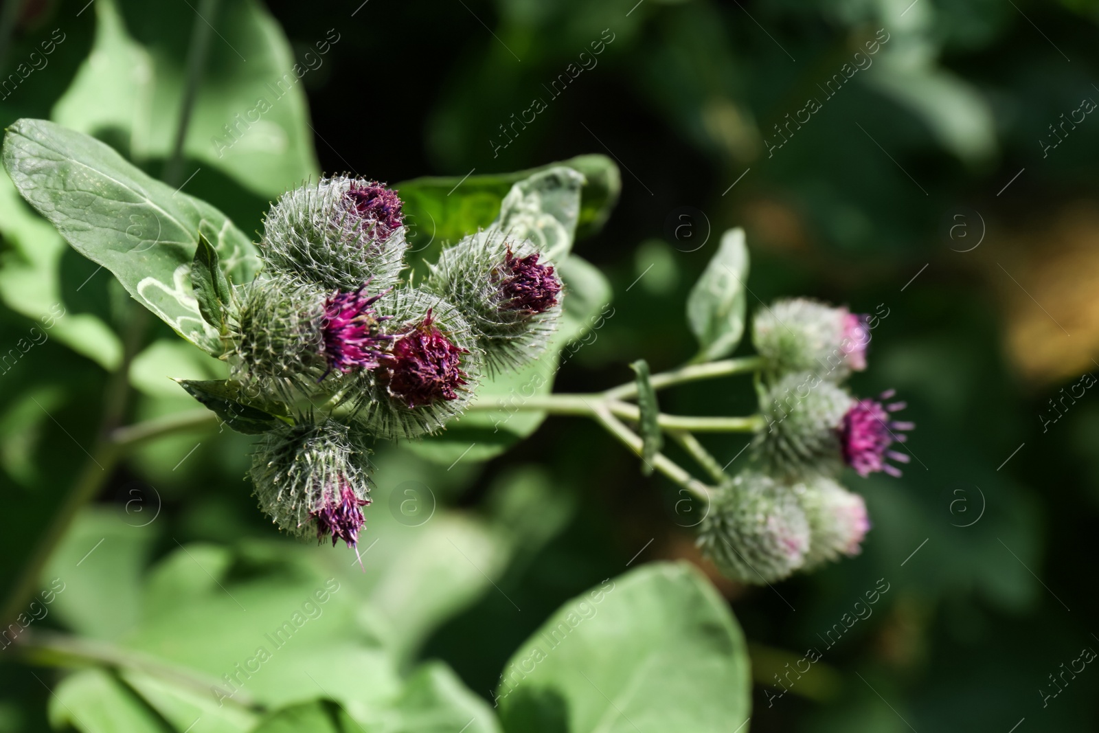 Photo of Beautiful burdock plant with flowers and green leaves outdoors on sunny day, closeup