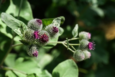 Beautiful burdock plant with flowers and green leaves outdoors on sunny day, closeup