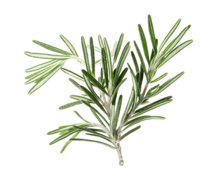 Fresh green rosemary twig on white background