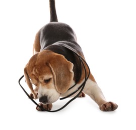 Playful Beagle dog with damaged electrical wire on white background
