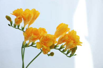 Photo of Beautiful yellow freesia flowers on white background, closeup