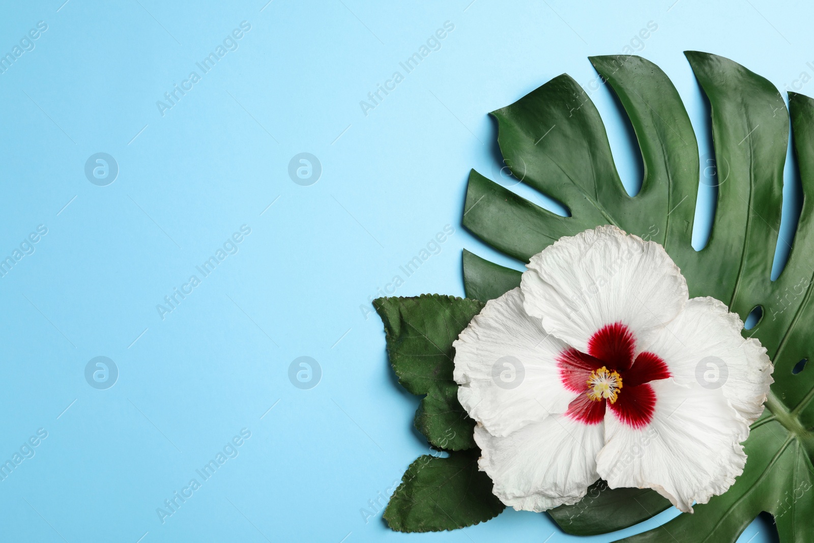 Photo of Beautiful tropical hibiscus flower and leaves on light blue background, flat lay. Space for text