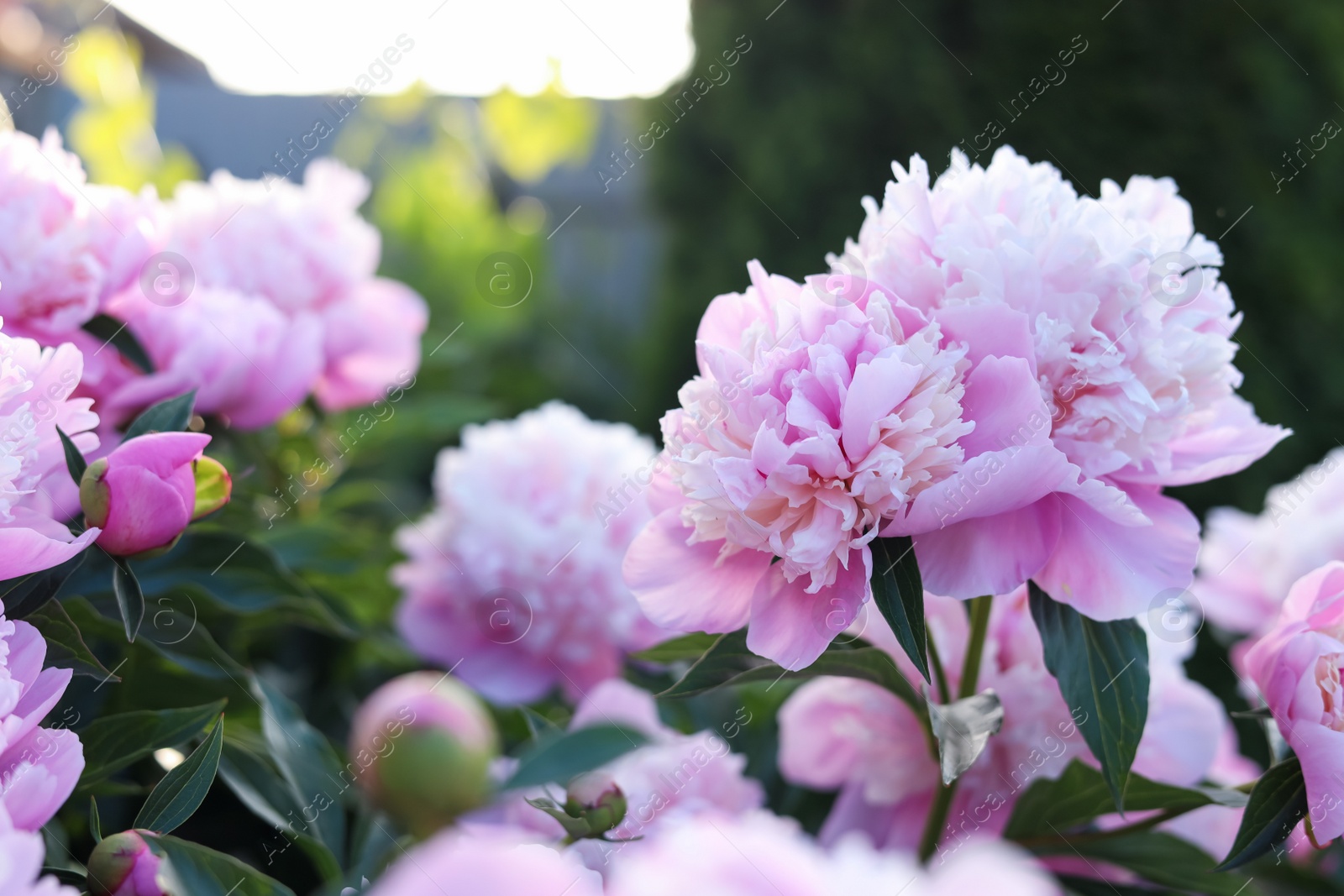 Photo of Beautiful pink peony flowers outdoors, closeup view