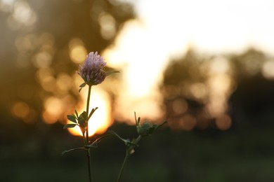Photo of Beautiful view of clover flower growing at sunset outdoors, space for text