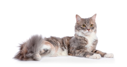 Photo of Cute fluffy cat on white background