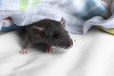 Photo of Cute small rat wrapped in knitted plaid, closeup