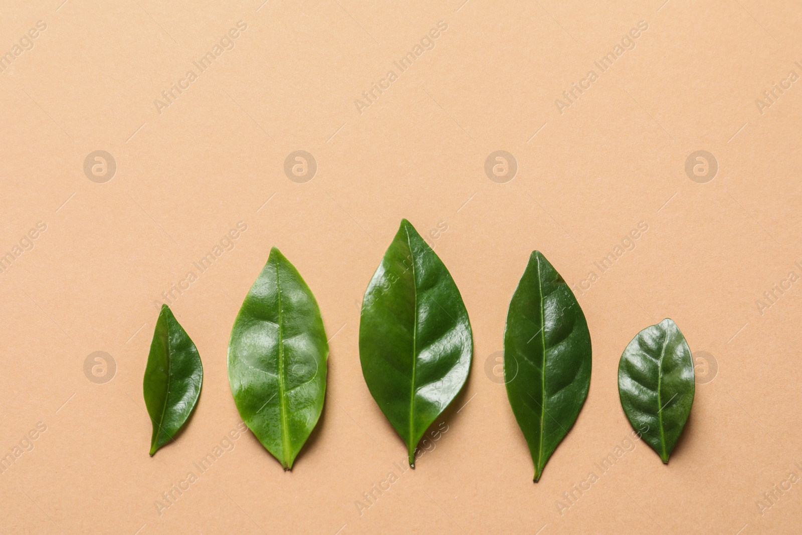 Photo of Fresh green coffee leaves on light orange background, flat lay