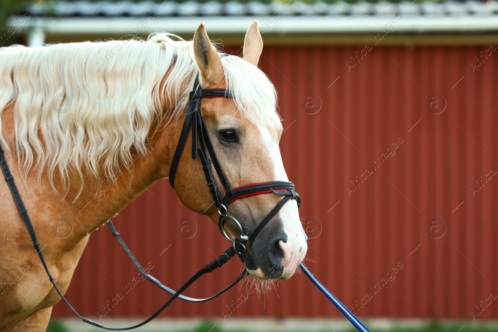 Photo of Palomino horse in bridle outdoors on sunny day