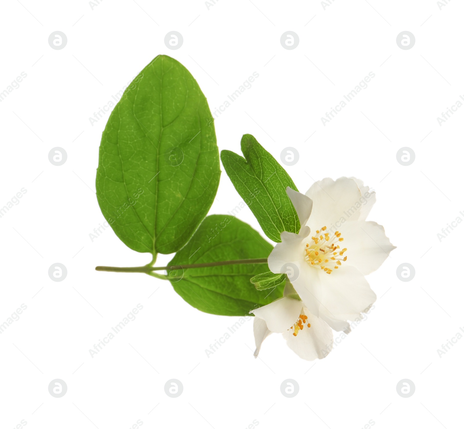 Photo of Beautiful flowers of jasmine plant with leaves on white background