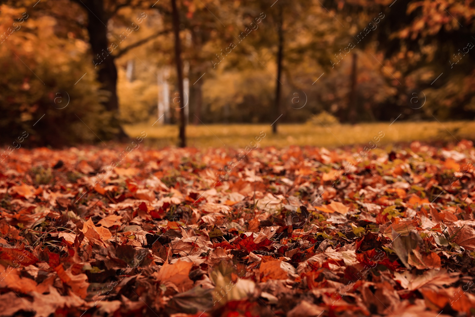 Photo of Beautiful view of forest on autumn day