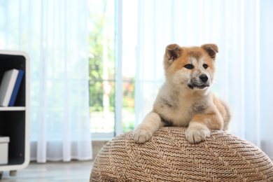 Adorable Akita Inu puppy on pouf at home, space for text